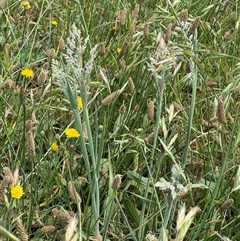 Holcus lanatus at Casey, ACT - 5 Nov 2024 01:15 PM