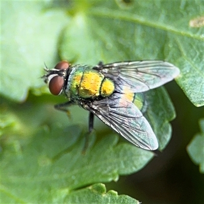 Lucilia cuprina (Australian sheep blowfly) at Casey, ACT - 5 Nov 2024 by Hejor1