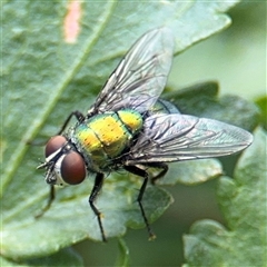 Lucilia cuprina at Casey, ACT - 5 Nov 2024 01:18 PM