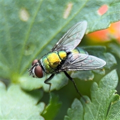 Lucilia cuprina at Casey, ACT - 5 Nov 2024 01:18 PM