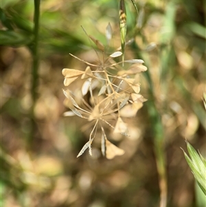 Capsella bursa-pastoris at Casey, ACT - 5 Nov 2024 01:21 PM