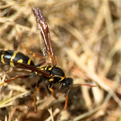 Polistes (Polistes) chinensis (Asian paper wasp) at Casey, ACT - 5 Nov 2024 by Hejor1