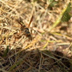 Polistes (Polistes) chinensis at Casey, ACT - 5 Nov 2024 01:24 PM