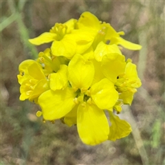 Hirschfeldia incana (Buchan Weed) at Casey, ACT - 5 Nov 2024 by Hejor1