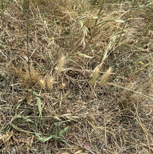 Hordeum sp. at Casey, ACT - 5 Nov 2024 01:27 PM