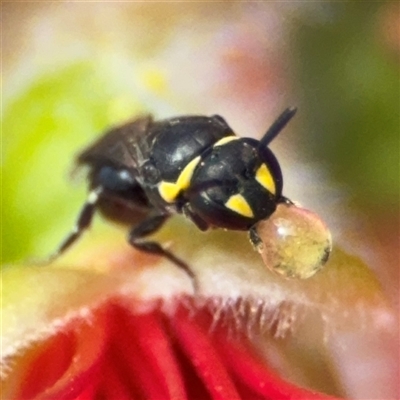 Hylaeus (Gnathoprosopis) amiculiformis (A masked bee) at Casey, ACT - 5 Nov 2024 by Hejor1