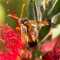 Delta bicinctum (Potter wasp) at Casey, ACT - 5 Nov 2024 by Hejor1