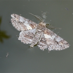 Cleora (genus) sp. 1 MoV (A Geometer moth (Ennominae) at Charleys Forest, NSW - 4 Nov 2024 by arjay