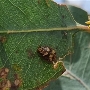 Paropsisterna sp. ("Ch11" of DeLittle 1979) at Gunning, NSW - 5 Nov 2024