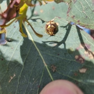 Paropsisterna sp. ("Ch11" of DeLittle 1979) at Gunning, NSW - 5 Nov 2024