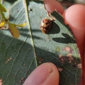 Paropsisterna sp. ("Ch11" of DeLittle 1979) at Gunning, NSW - 5 Nov 2024