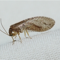 Unidentified Brown Lacewing (Hemerobiidae) at Higgins, ACT - 6 Sep 2024 by AlisonMilton