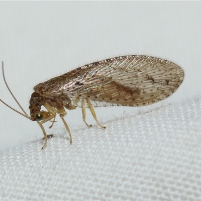 Unidentified Brown Lacewing (Hemerobiidae) at Higgins, ACT - 6 Sep 2024 by AlisonMilton