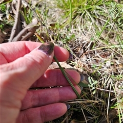 Microtis sp. (Onion Orchid) at Tinderry, NSW - 5 Nov 2024 by Csteele4