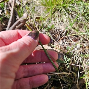 Microtis sp. at Tinderry, NSW - suppressed