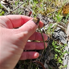 Microtis sp. at Tinderry, NSW - suppressed