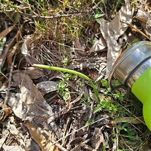 Microtis sp. at Tinderry, NSW - suppressed