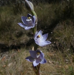 Thelymitra peniculata (Blue Star Sun-orchid) at Charleys Forest, NSW - 4 Nov 2024 by arjay