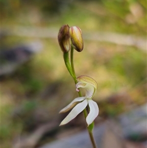 Caladenia moschata at Tinderry, NSW - 5 Nov 2024