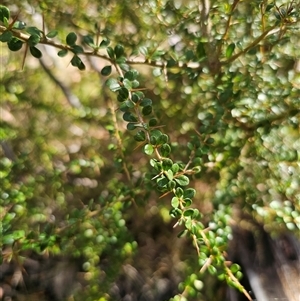 Bursaria spinosa subsp. lasiophylla at Tinderry, NSW - 5 Nov 2024 04:14 PM