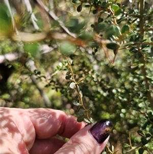 Bursaria spinosa subsp. lasiophylla at Tinderry, NSW - 5 Nov 2024