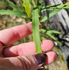 Lomatia myricoides at Tinderry, NSW - 5 Nov 2024 04:05 PM