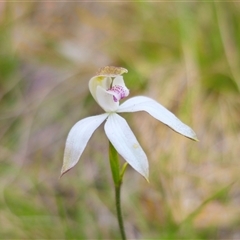 Caladenia moschata (Musky Caps) at Tinderry, NSW - 5 Nov 2024 by Csteele4