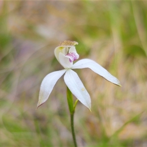 Caladenia moschata at Tinderry, NSW - suppressed