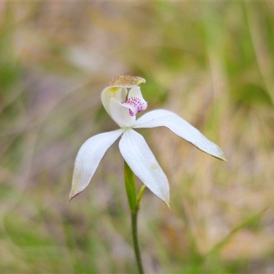 Caladenia moschata (Musky Caps) at Tinderry, NSW - 5 Nov 2024 by Csteele4