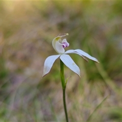 Caladenia moschata at Tinderry, NSW - suppressed