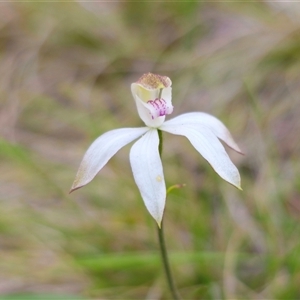 Caladenia moschata at Tinderry, NSW - suppressed