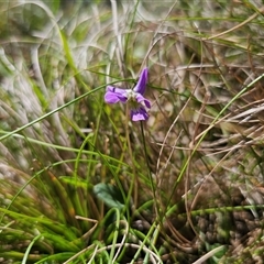 Viola betonicifolia subsp. betonicifolia at Tinderry, NSW - 5 Nov 2024