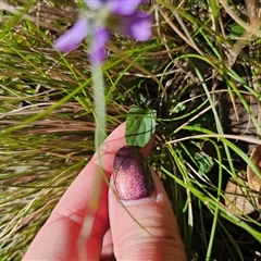 Viola betonicifolia subsp. betonicifolia at Tinderry, NSW - 5 Nov 2024