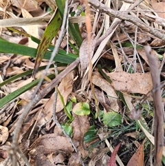 Pterostylis sp. (A Greenhood) at Rossi, NSW - 4 Nov 2024 by Csteele4