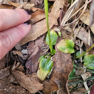 Pterostylis sp. at Rossi, NSW - 4 Nov 2024