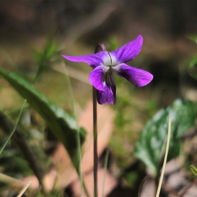 Viola betonicifolia subsp. betonicifolia (Arrow-Leaved Violet) at Rossi, NSW - 4 Nov 2024 by Csteele4