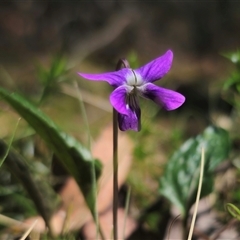 Viola betonicifolia subsp. betonicifolia at Rossi, NSW - 4 Nov 2024 03:11 PM