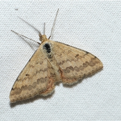 Scopula rubraria (Reddish Wave, Plantain Moth) at Higgins, ACT - 5 Sep 2024 by AlisonMilton