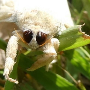 Lymantriinae (subfamily) at Charleys Forest, NSW - 2 Nov 2024