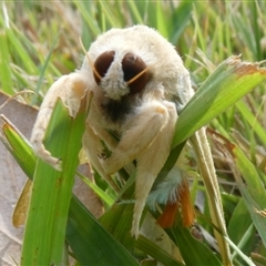 Lymantriinae (subfamily) at Charleys Forest, NSW - 2 Nov 2024