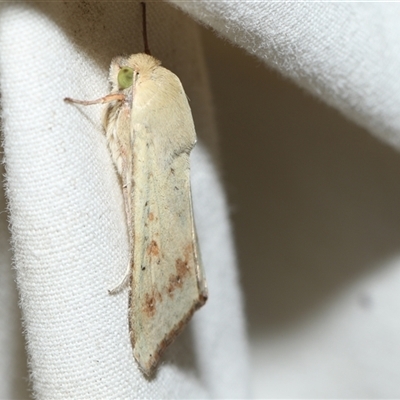 Helicoverpa (genus) at Higgins, ACT - 6 Sep 2024 by AlisonMilton