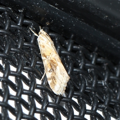 Hellula hydralis (Cabbage Centre Moth) at Higgins, ACT - 5 Sep 2024 by AlisonMilton