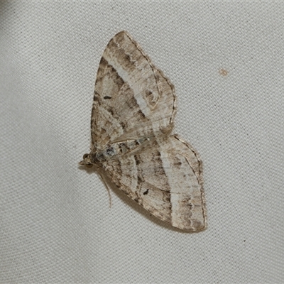 Chrysolarentia subrectaria (A Geometer moth) at Higgins, ACT - 5 Sep 2024 by AlisonMilton