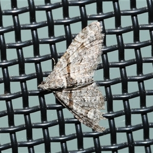 Phrissogonus laticostata at Higgins, ACT - 6 Sep 2024 08:57 AM