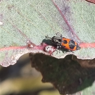 Nascioides parryi (A jewel beetle) at Gunning, NSW - 5 Nov 2024 by clarehoneydove