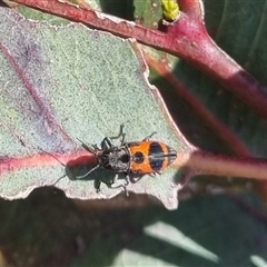 Nascioides parryi at Gunning, NSW - 5 Nov 2024 02:44 PM