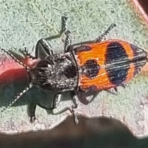 Nascioides parryi at Gunning, NSW - 5 Nov 2024 02:44 PM