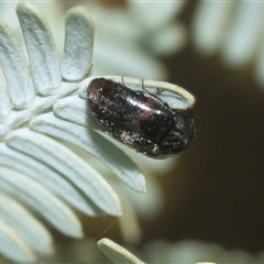 Eurhopalus sp. (genus) (Dermestid beetle) at Higgins, ACT - 20 Aug 2024 by AlisonMilton