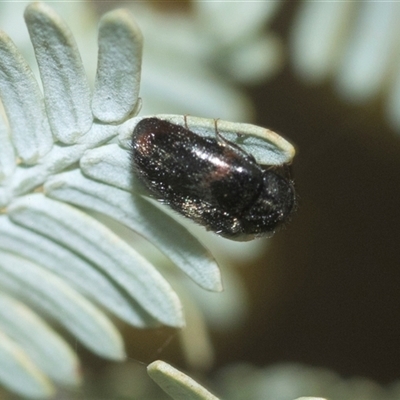 Eurhopalus sp. (genus) (Dermestid beetle) at Higgins, ACT - 20 Aug 2024 by AlisonMilton