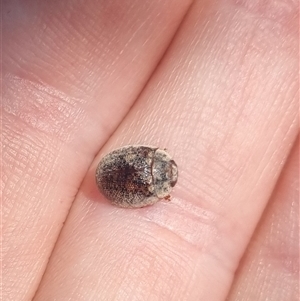 Trachymela sp. (genus) at Gunning, NSW - 5 Nov 2024